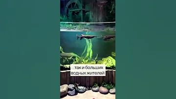 Лучший океанариум в России.