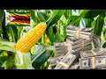 How Much A Farmer Can Make Growing 1 Hectare Of Green Mealies In Zimbabwe 