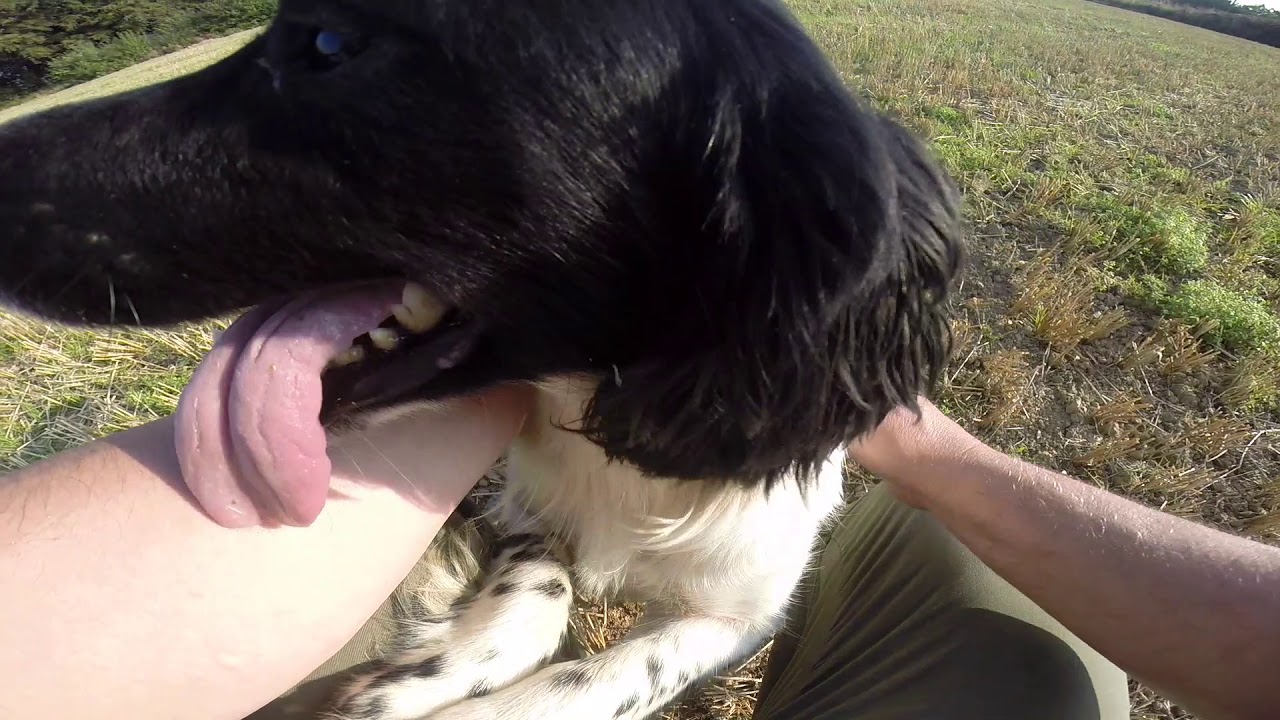 Gundog training 10 months old springer spaniel - YouTube