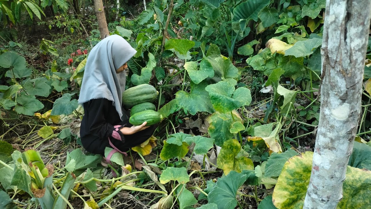 aktifitas di desa | panen labu kuning di kukus rasanya manis | Hidup di desa