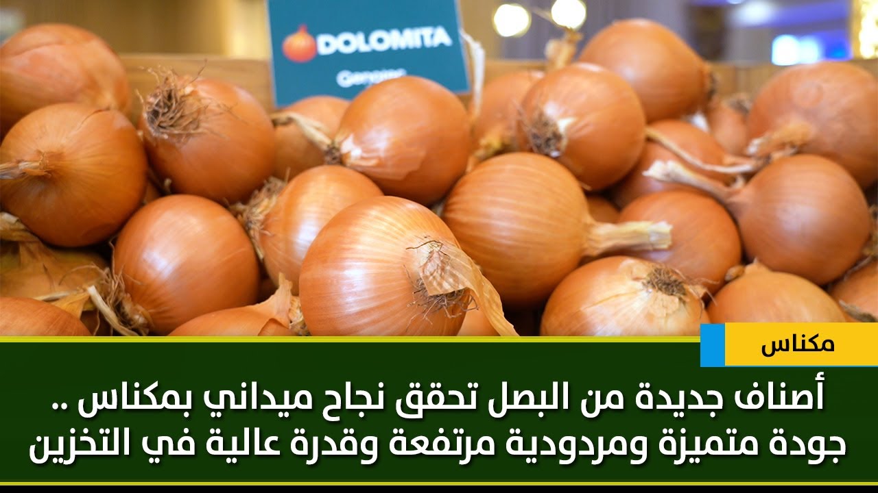 أصناف جديدة من البصل تحقق نجاح ميداني بمكناس .. جودة متميزة ومردودية مرتفعة وقدرة عالية في التخزين