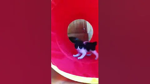 Video 1302851: japanese bobtail kittens, bobtail kittens playing