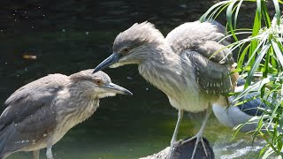 九龍公園 觀鳥