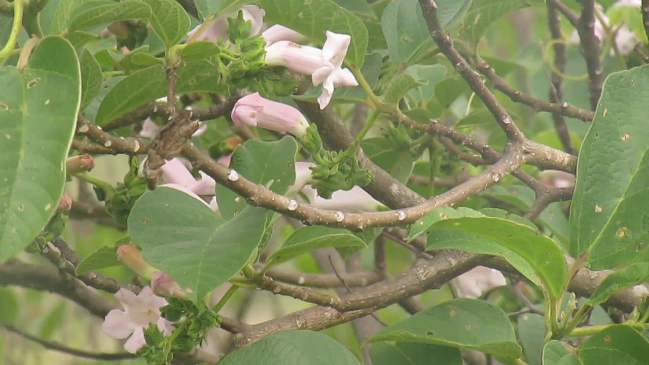 CADILLO, BABILLA, TANDAL, sinchimache, cutervo, cajamarca