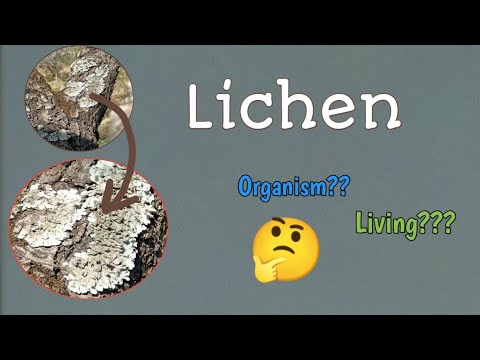 Vidéo: Dans le lichen, le phycobiont appartient principalement ?