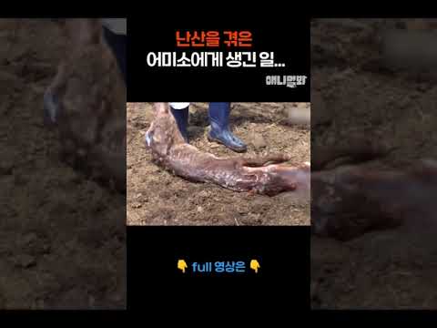 난산을 겪은 어미소에게 생긴 일... #애니멀봐 #shorts