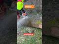 Ms500i 🔥🔥 #bucheron #stihl #boisdechauffage #chainsaw #wood #ms500i #tree