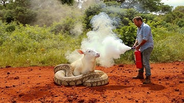 Shocking Scene! Man Risks His Life to Save Calf from Giant Python 🐂🐍