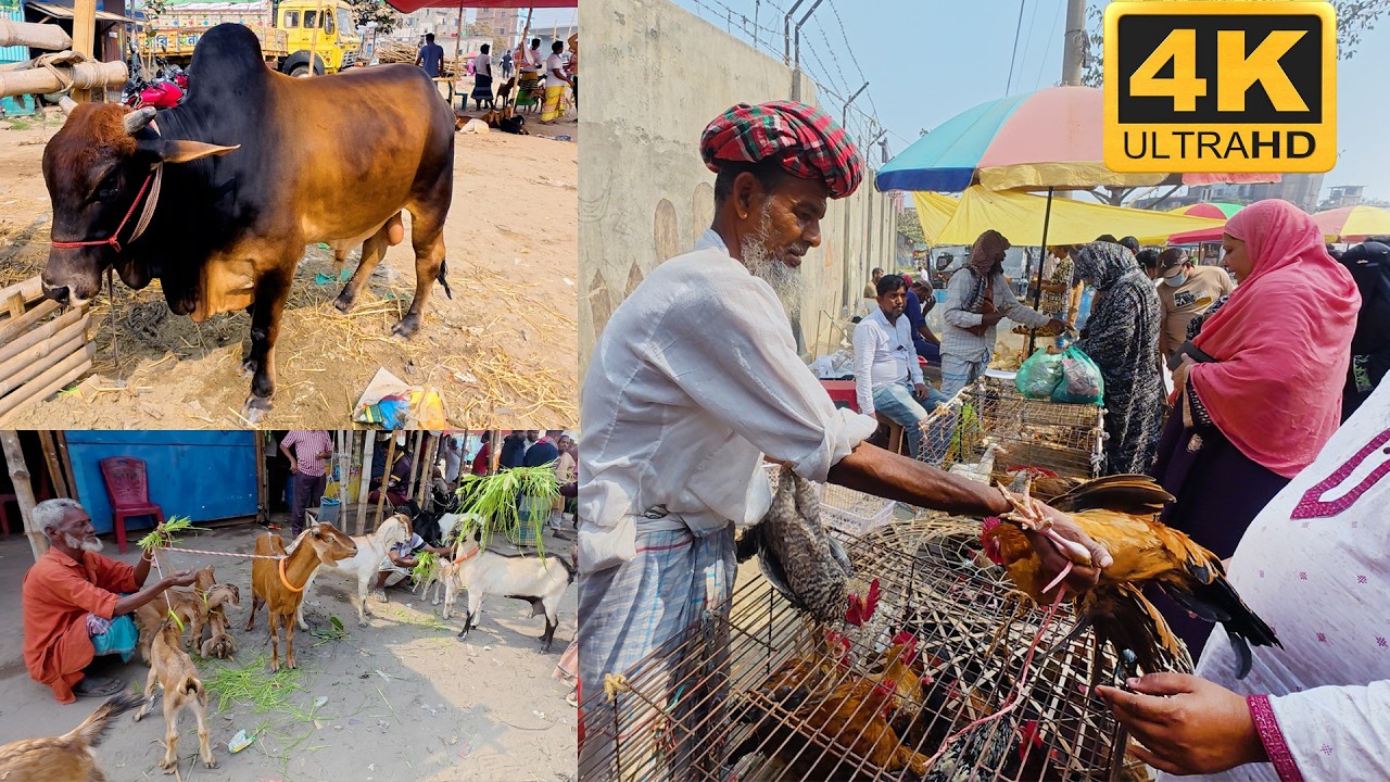 ফতুল্লা হাট নারায়ণগঞ্জ | Village Market | Traditional Village Market in bangladesh | Live Village