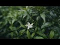 Kini Capsule Jakarta | Sony 20mm f1.8 G Video Test