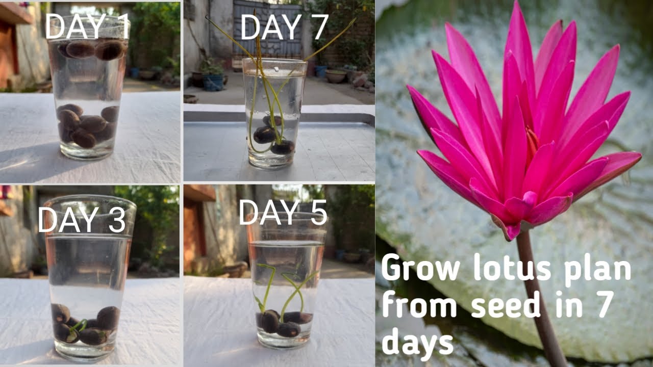 Grow lotus plant lotus seed germination lotus seed sekayse ugaye