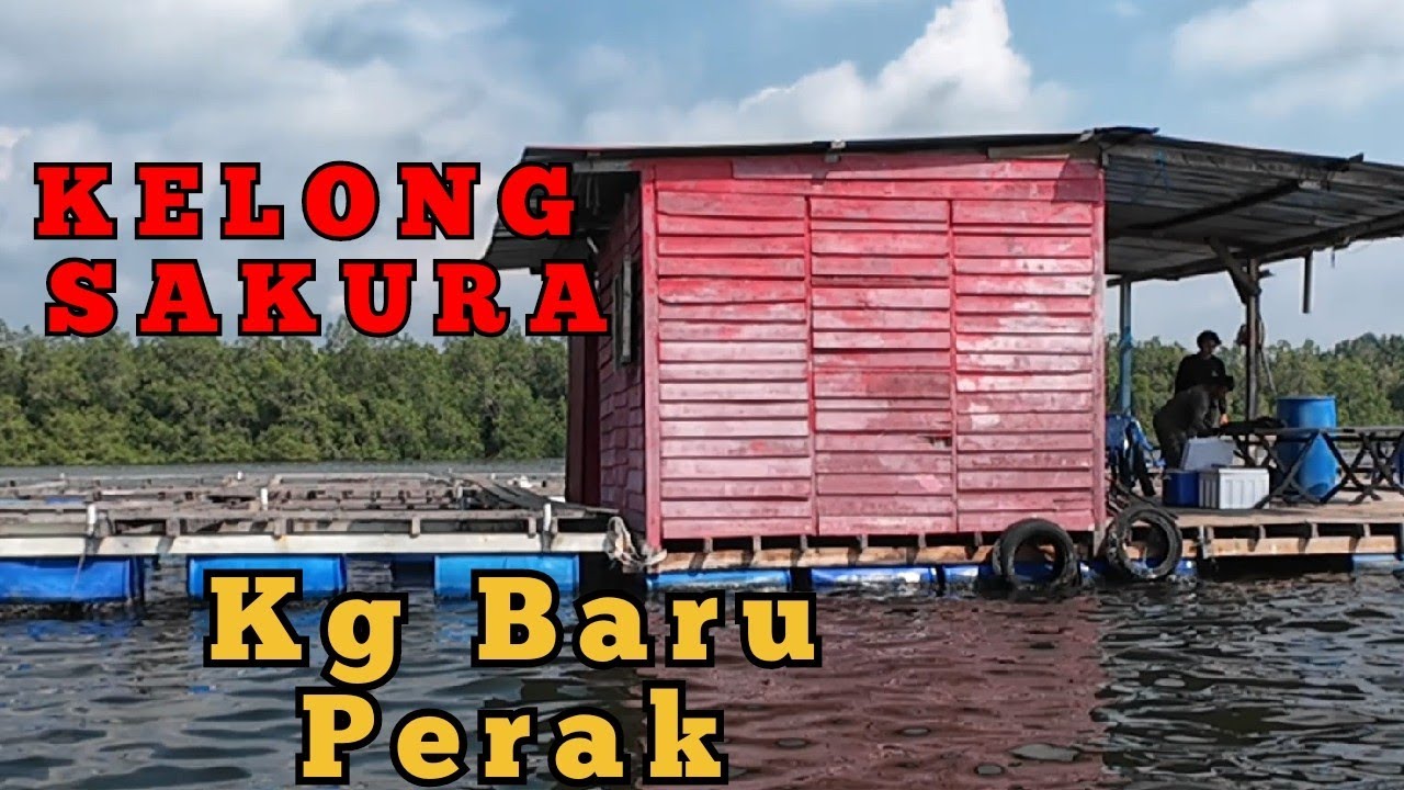 GASAK KELONG...KELONG SAKURA..JENAHAK..TANDA..GEGERUT