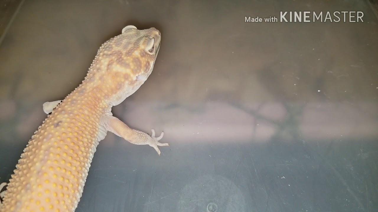 pythons for sale Vlog#209 Strange Shed WOW !!!!!!!!!