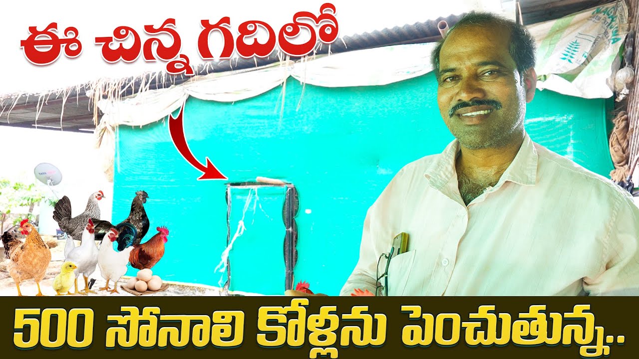 ఈ చిన్న గదిలో 500 కోళ్లను పెంచుతున్న.|karshakavani|@karshakavani7049