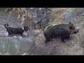 EPIC BOAR HUNT ADVENTURE WITH DOGS, BEST HUNTING SHOTS #hunting #wildlife