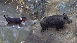 EPIC BOAR HUNT ADVENTURE WITH DOGS, BEST HUNTING SHOTS #hunting #wildlife