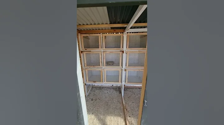 Pigeon Breeding Boxes 😍🔨👍 - DayDayNews