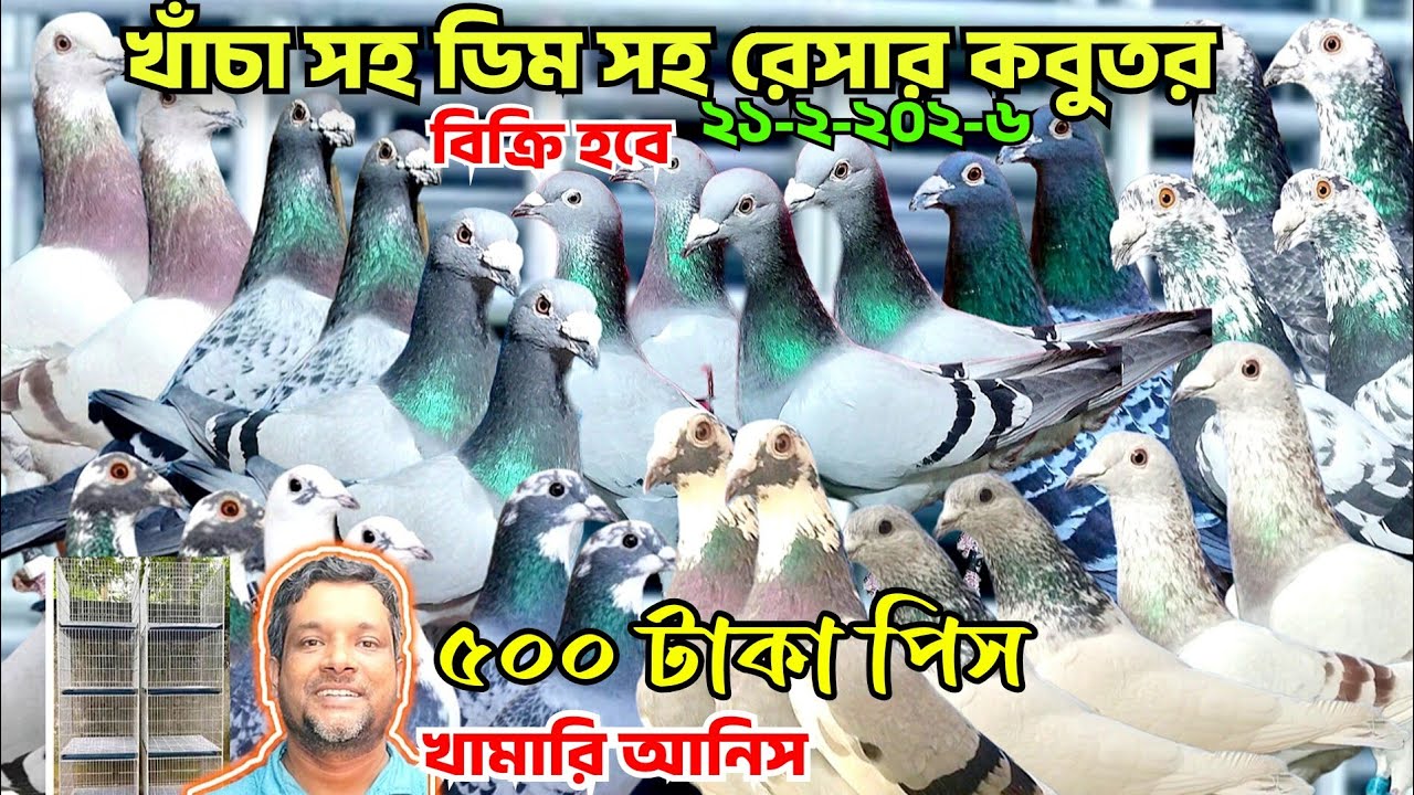 রেসার কবুতর ডিম সহ খাঁচা সহ বিক্রি হবে। পাইকারি দামে খামার থেকে কবুতর কিনুন। খামারি আনিস 