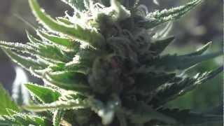 Outdoor grow part 2