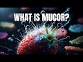 Mucor | Characteristics, Structure, and Life Cycle