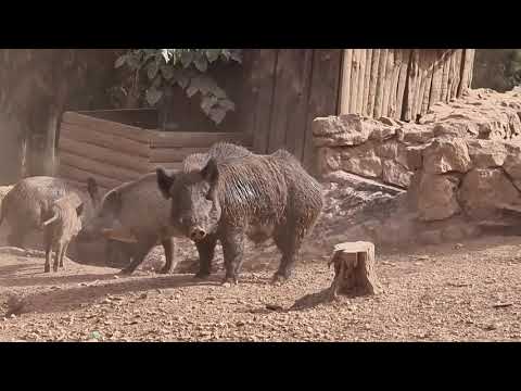A group of wild boars