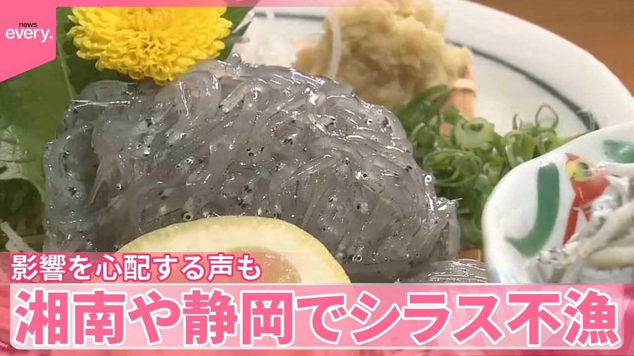 【シラス不漁】湘南や静岡で…生シラス丼“提供できず”  影響を心配する声も