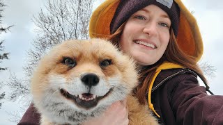 Get your laughing Finnegan Fox plushie!!