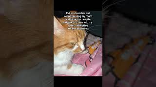 his name is coffee btw 🖕#cat #kitten #animals #fyp #cats #orangecat #tsundere #animal