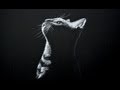 Drawing a Cat - White on Black Paper - Time Lapse
