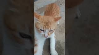 Owwyennn Terek Bale remix  cover edm shorts