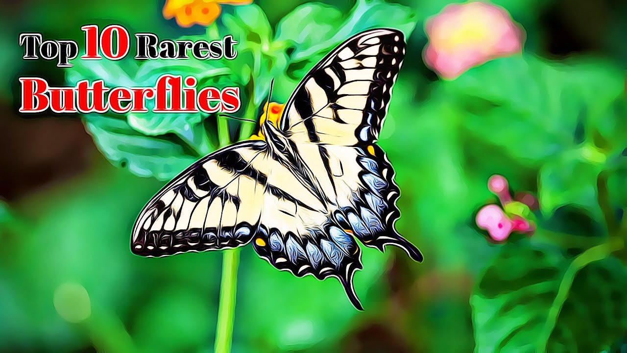 Top 10 Rarest Butterflies