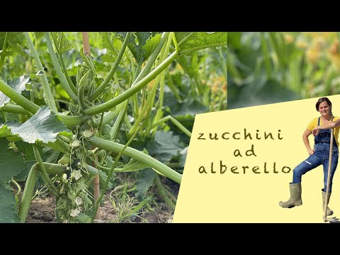 Video: Come autofertilizzare le zucchine?