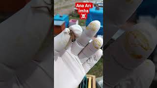 Yumurtlamayan ana arı 01.04.2026