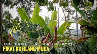 PIKAT KUTILANG TERBARU 2020 FULL GACOR _ AUTO KENA SAMBER