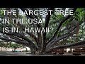 The Biggest Tree in the United States of America is in Hawaii? | Something I Found Interesting