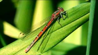 Large Red Damselfly male