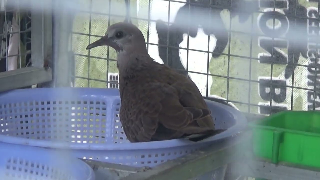 chim cu gáy sinh sản tháng 7/2025 | Góc Nhỏ Quê Tôi