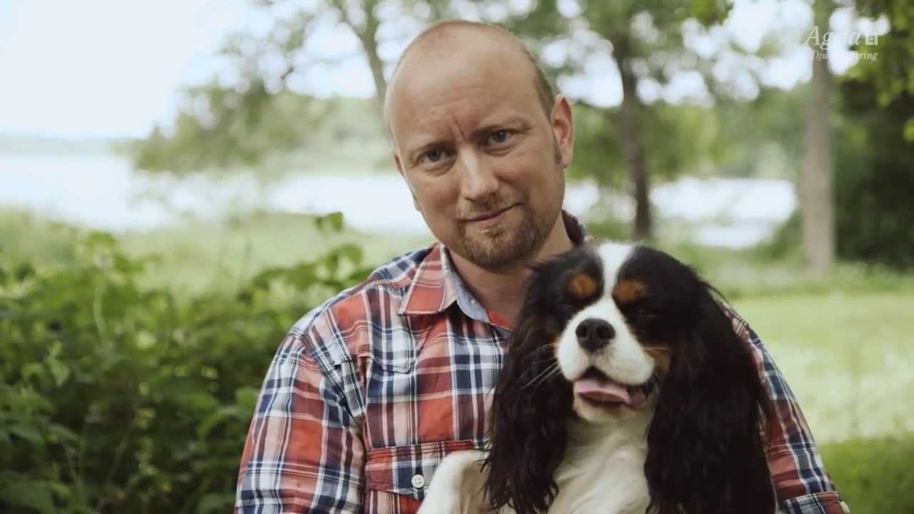 Rengöra hundens öron