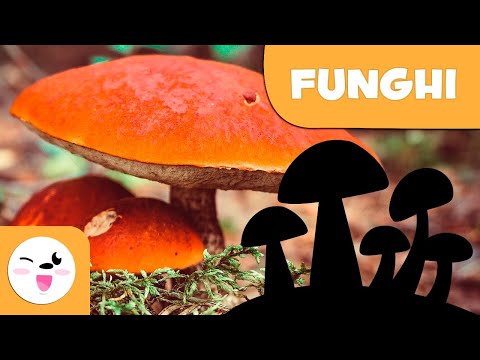 Video: I funghi sono unicellulari?