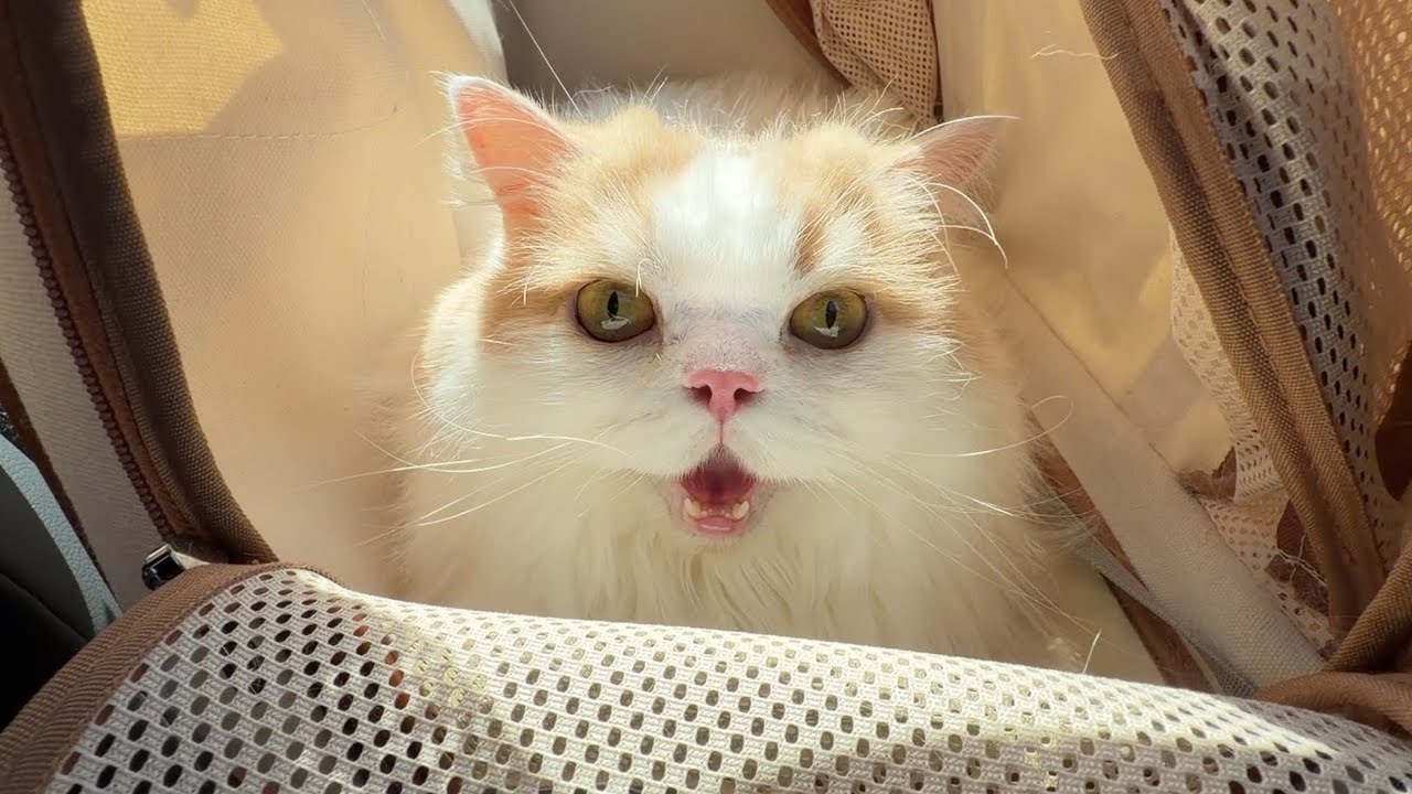 帰ったら絶対にさっきまで寝てたであろう猫が出迎えてくれましたw