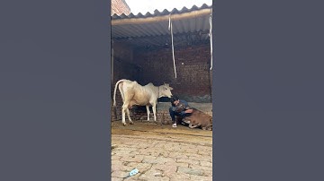 #viral #trending #ytshorts