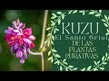 El poder curativo del kuzu  kudzu te enseo a prepararlo plantas medicinales