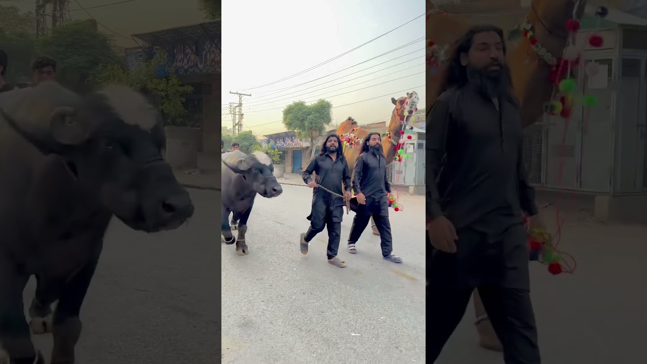 Mashallah sultan and shero walk on road❤️😍qurbani2025❤️