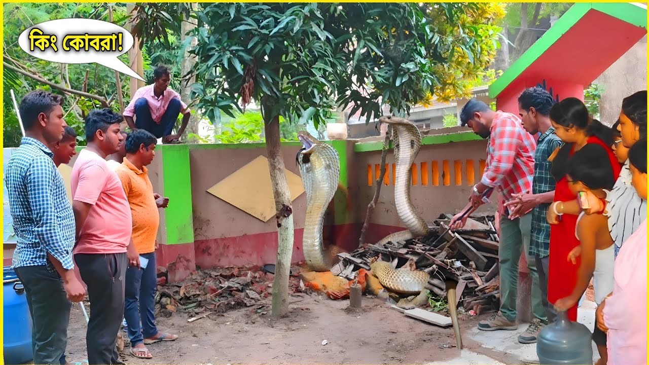 দুদিন ধরে উদ্ধার হলো বিশাল দুধে খরিসের জোড়া! নাগ নাগিনের ফণার পিছনে U দাগ নেই! Huge Couple of Cobra