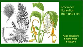 Botanical Illustration with Alice Tangerini