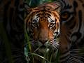 Beasts of the Ancient World: The Wild Creatures of 500 AD #shorts #shortvideo #viral