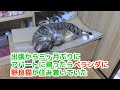 ♯144【猫のほのぼのする話】出張から三ヶ月ぶりにアパートに帰ったらベランダに野良猫が住み着いていた