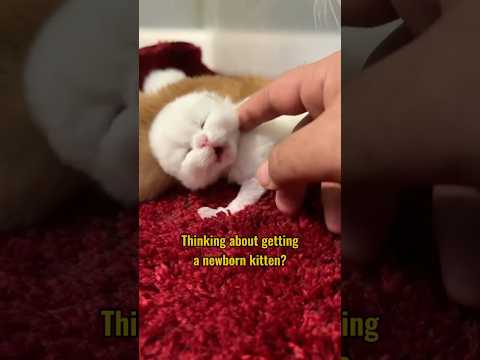 When Is a Kitten Ready to Leave Its Mom?