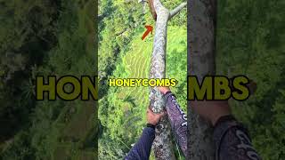 Is Honey Worth This Risk 