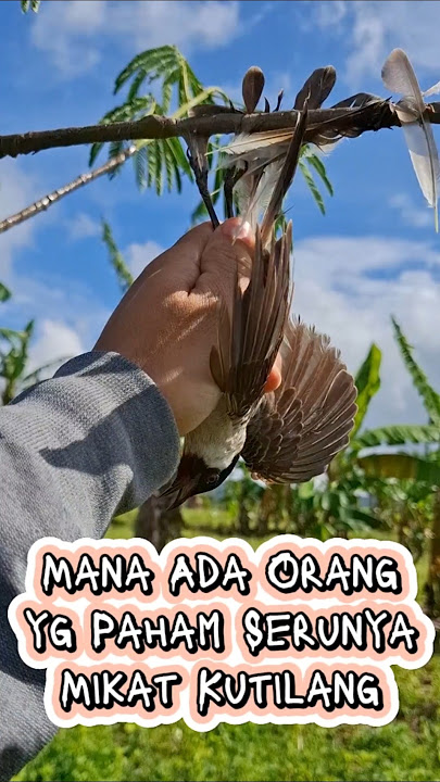 Poin lagi gaes BL nya galak sekali #kutilang #birds #kicaumaniaindonesia #burung #pikatkutilang